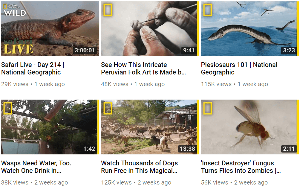 National Geographic yellow color in social videos