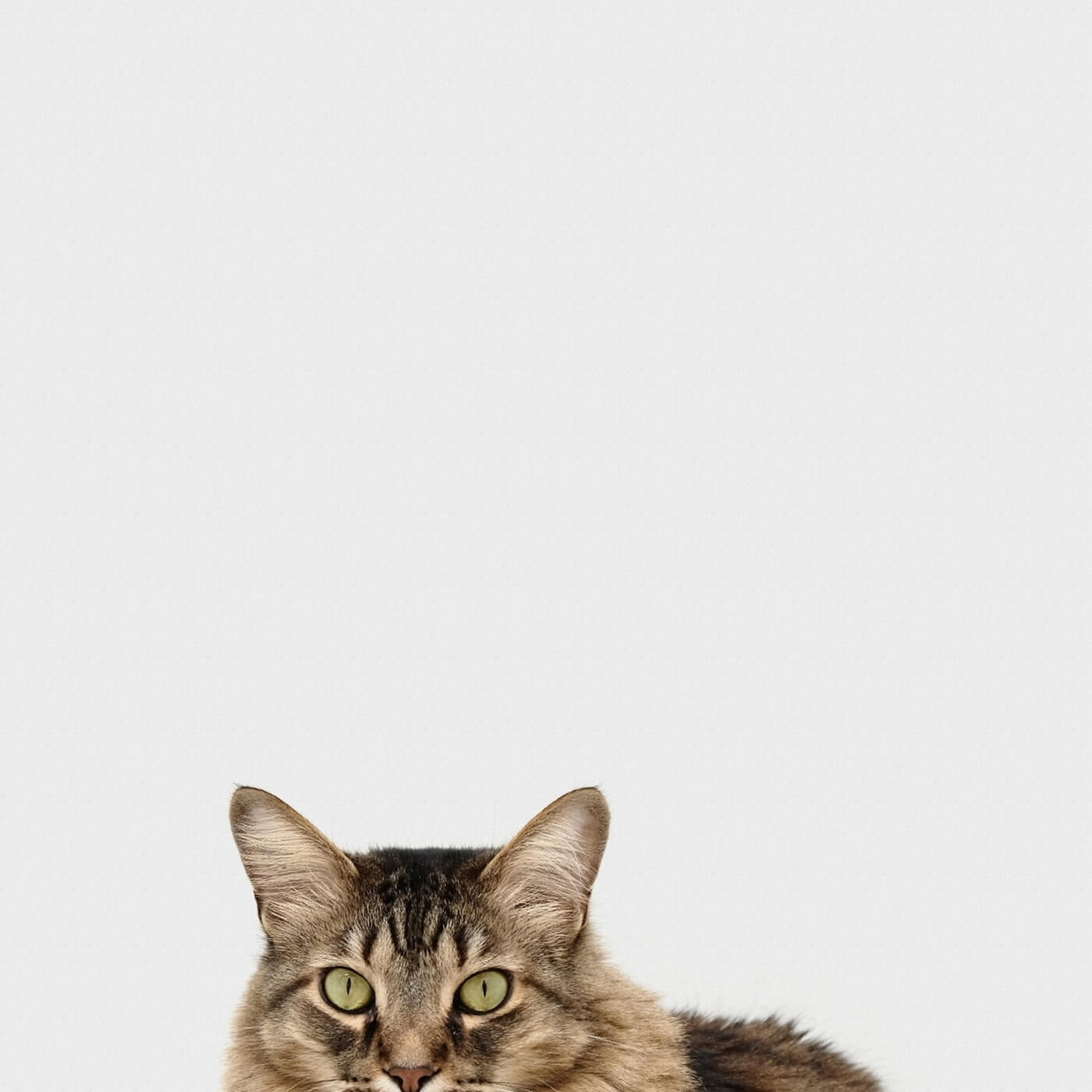 Cat quote background