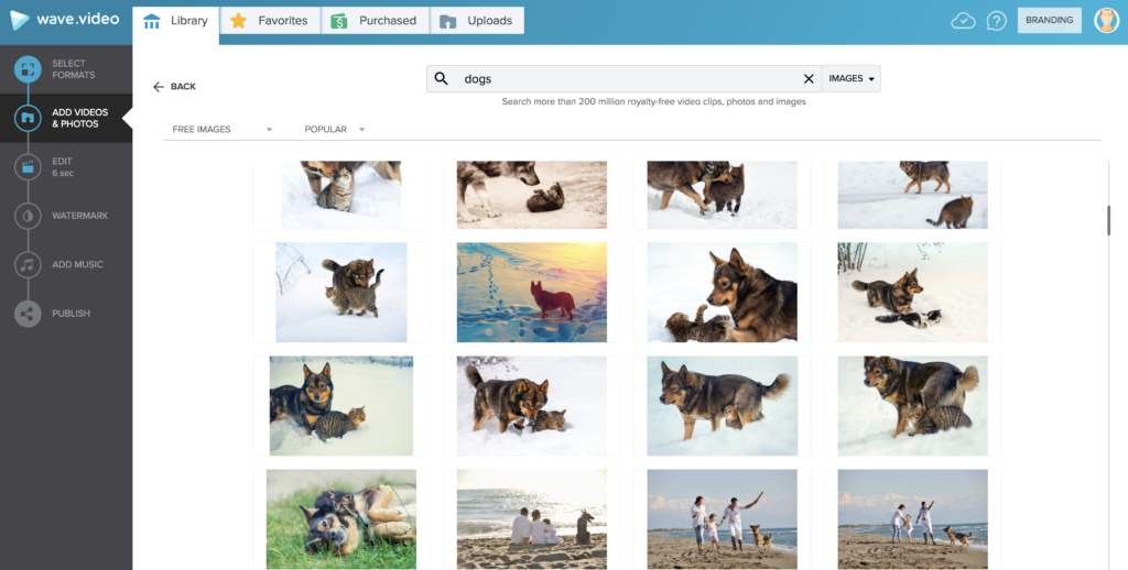 A photograph of the image library for the keyword "dog" in Wave.video.